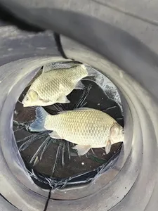 청풍 한버들 허리급및 월척 호조황입니다