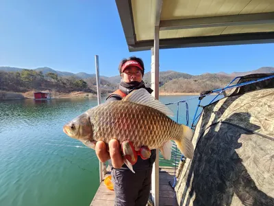 돌감낚시터 붕어조황입니다.