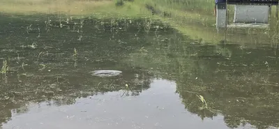 신매낚시터 7월 20일 조황