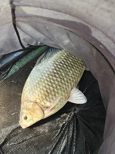 청풍 한버들 허릿급 조황입니다