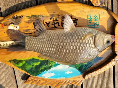 목벌주말조황소식