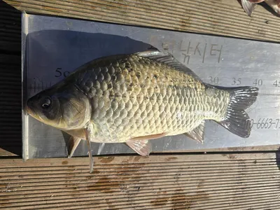 대물소식입니다.