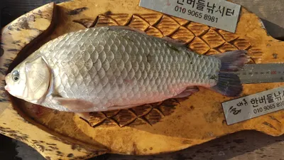 청풍 한버들 허릿급 조황입니다