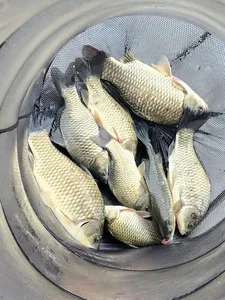 청풍 한버들 허릿급 조황입니다