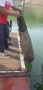 신매낚시터 6월 19일조황 