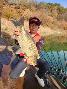 돌감낚시터 붕어4짜 조황입니다.