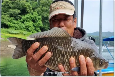 충주호 늘푸른 주중 조황소식