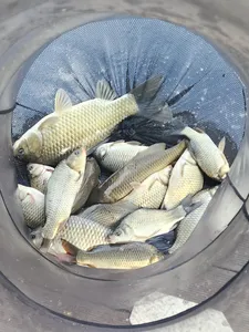 청풍 한버들 조황입니다