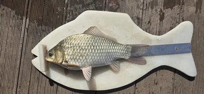 신매낚시터 10월 27일 조황