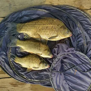 실리곡낚시터 허리급 조황입니다.