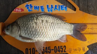 한버들 조황입니다