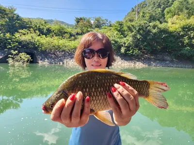 돌감낚시터 붕어조황입니다.