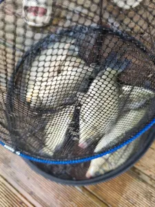 사오리 낚시터 조황정보