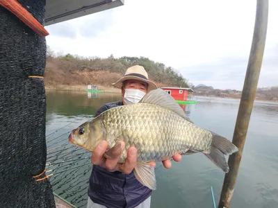 돌감낚시터 붕어조황입니다.