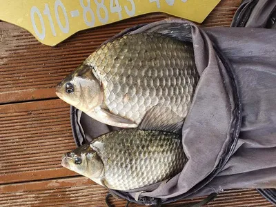 실리곡낚시터 조황입니다.