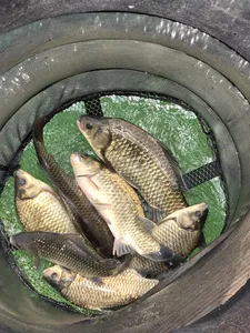  목벌 내림수위 조황좋아요