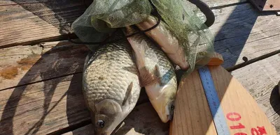 충주호 짱가네낚시터 