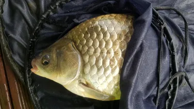 한버들 4짜 포함 허릿급 조황입니다