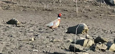 신매낚시터 6월 21일조황