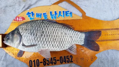 한버들 4짜 포함 허릿급 조황입니다