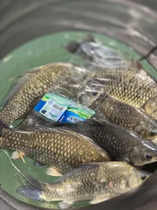 목벌 대물들과 마리수 조황