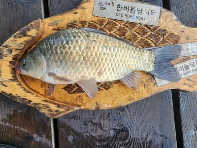 청풍 한버들 허릿급 조황입니다