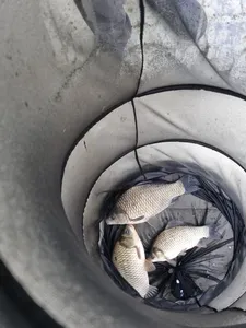 사오리 낚시터 조황정보