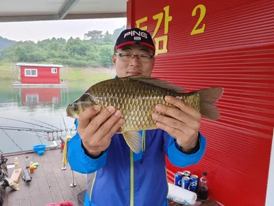 돌감낚시터 43cm붕어 조황입니다.