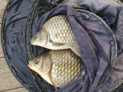 실리곡낚시터 4짜.35cm 조황입니다.