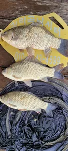 청풍실리곡낚시터  41cm조황입니다.