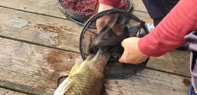 충주호 짱가네낚시터 