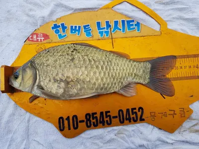 한버들 조황입니다