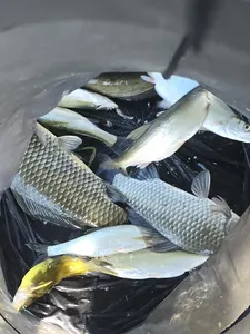 청풍 한버들 조황입니다