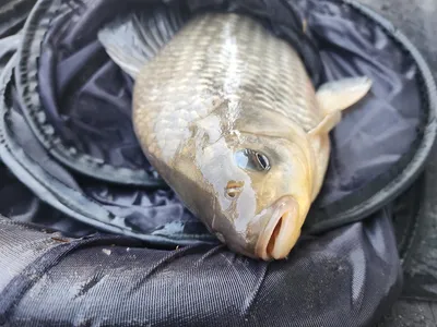 청풍 한버들 4짜 조황입니다