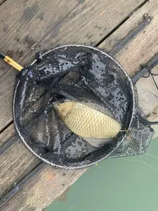 한버들 조황입니다