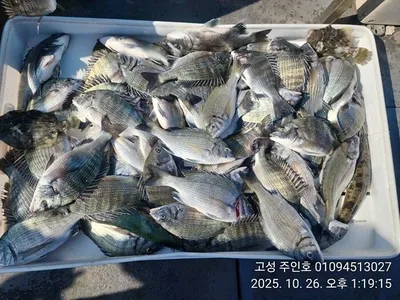 ((경남고성 주인호))주인호 감성돔 조황입니다.