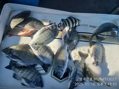 ((경남고성 주인호))주인호 일요일 감성돔 조황~평일,주말예약가능!