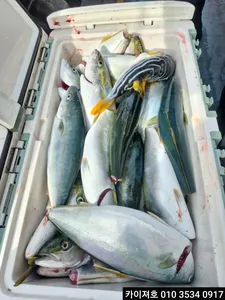 22일)토요일 방어 삼치,튜나 출항 합니다 여유자리 널널해요!!