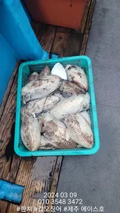  제주에이스호!!(9일)갑이조황입니다..문의~01035483472~01038603472