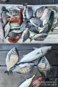 ((경남고성 주인호))주인호 수요일 감성돔 조황~금요일 예약가능!!