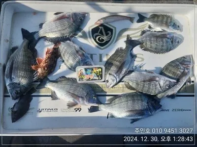 ((고성 주인호))주인호 월요일 감성돔 조황~화요일예약가능!