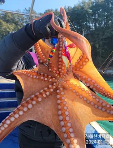 [진해문어낚시] 오늘도 묵직하게 올라오는 굵직굵직 돌문어 찐한 손맛보시며 즐기고왔습니다^0^