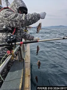 31일 볼락.열기 조황!