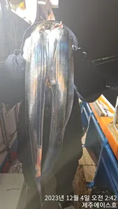  제주에이스호!!(3일)갈치조황입니다 문의01035483472~01038603472봉돌투승기 무료이용