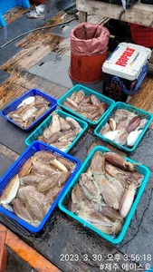 3월30 ~29일 (제주에이스호!!)갑돌이조황입니다문의01035483472