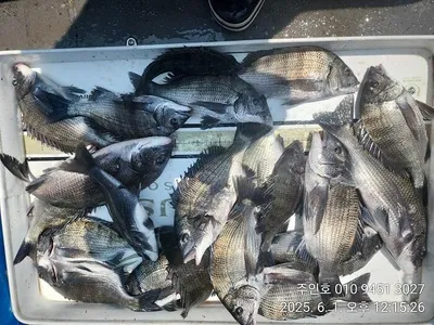 ((경남고성 주인호))주인호 일요일 감성돔 마릿수 조황!!