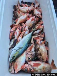 카이져호)왕볼락왕 열기 외줄낚시 조황