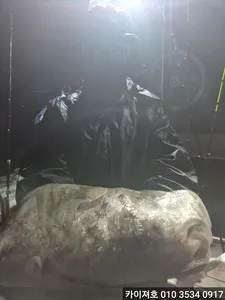 21일 야간 돌문어 조황!