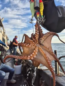 26일 주간 돌문어 대 타작~!!