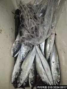 5일)오징어.고등어 랜덤 대박~!!